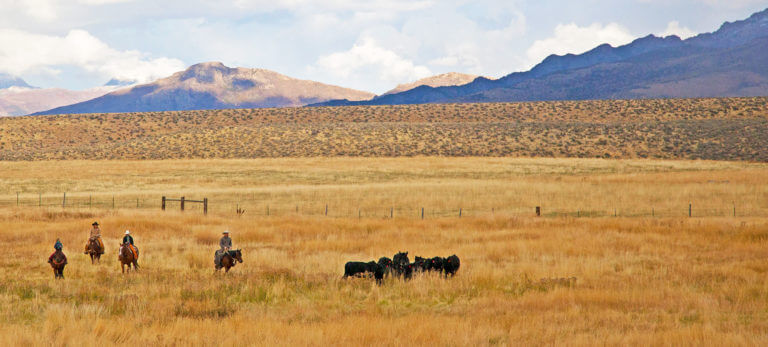 elko ranch