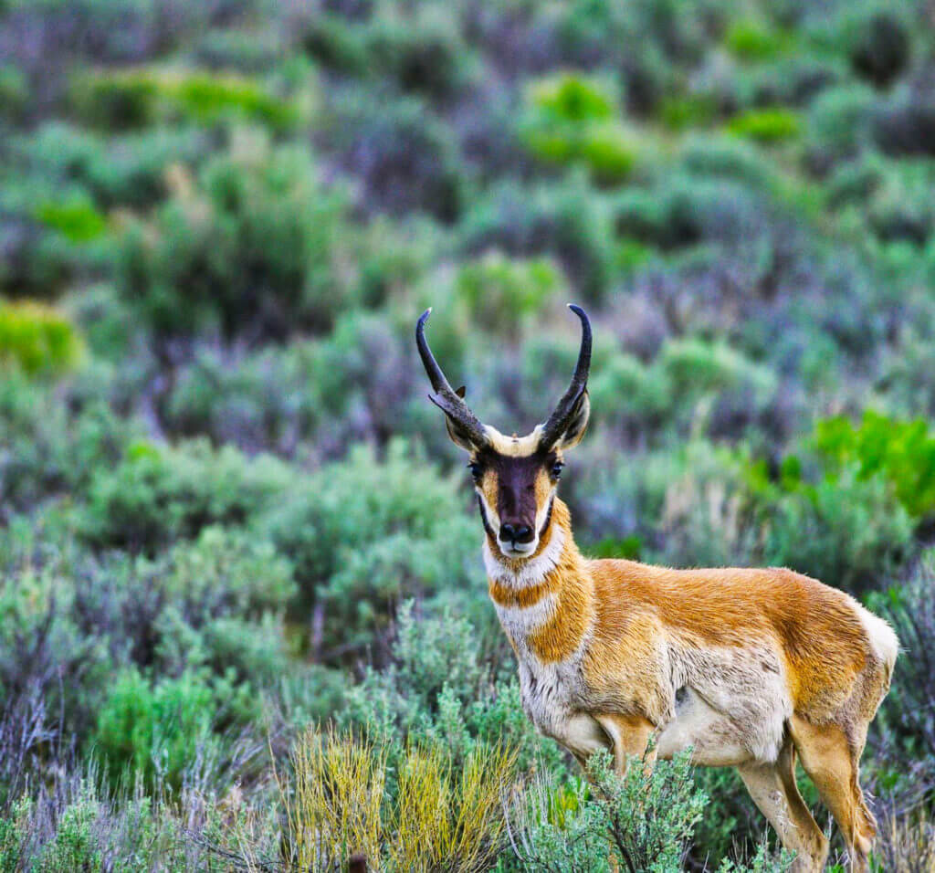 Living With Wildlife - Nevada Wildlife