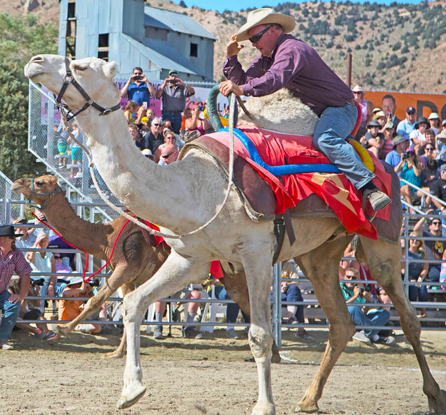 camel racing in virginia city 