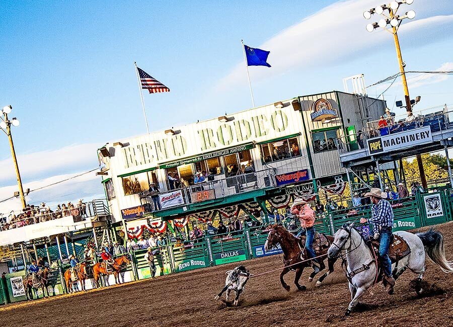 calf roping at the reno rodeo