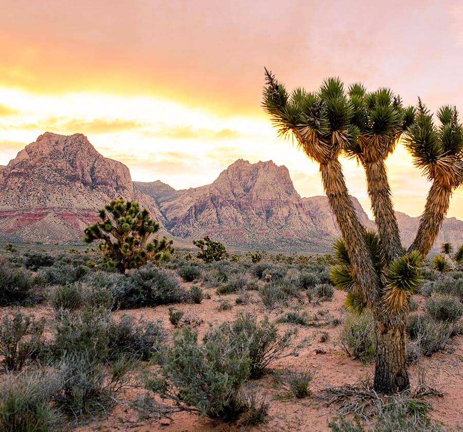 joshua trees