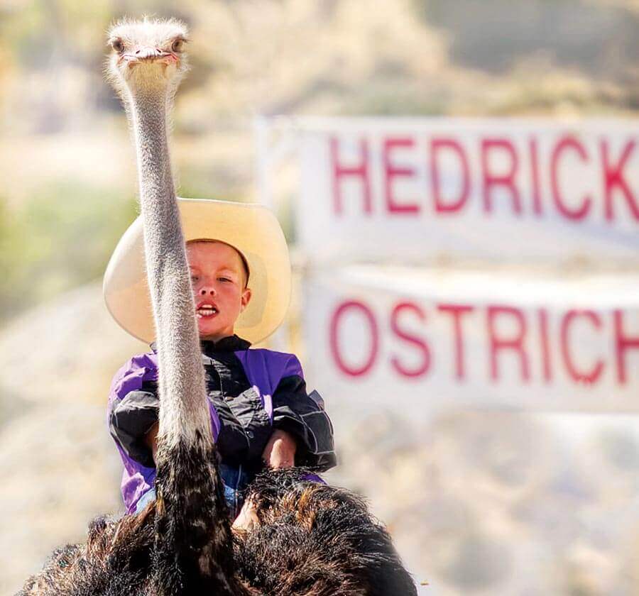 International Camel and Ostrich Races 