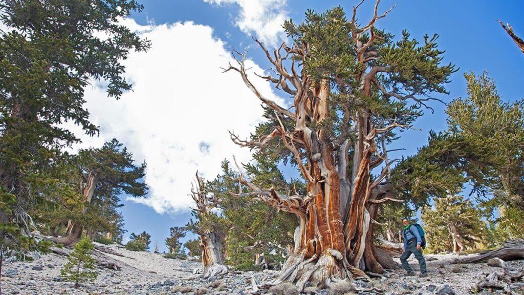 Bristlecone Pine Forest, Oldest Trees, Nevada's Oldest Trees, Ancient Bristlecone