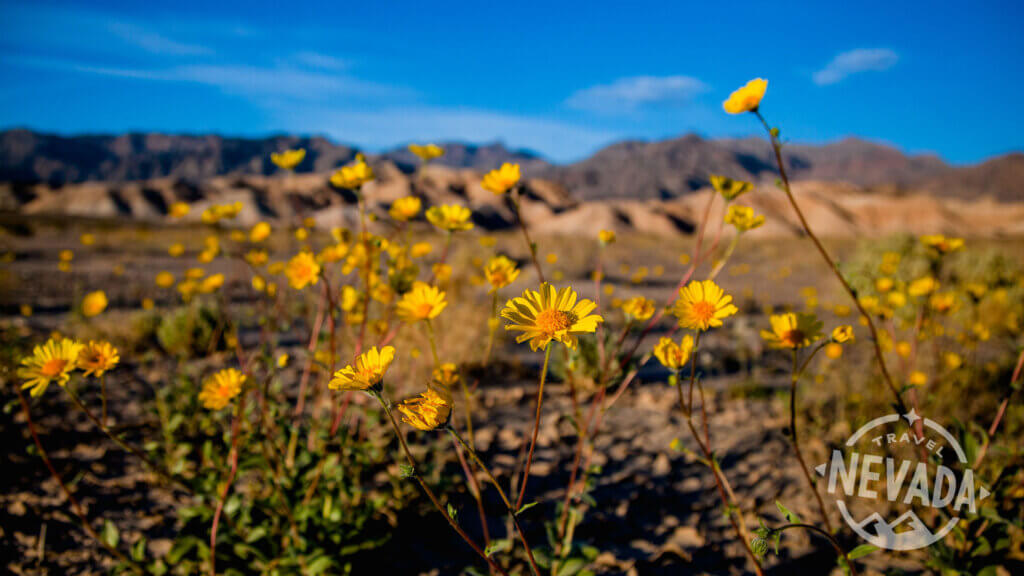 Death Valley National Park