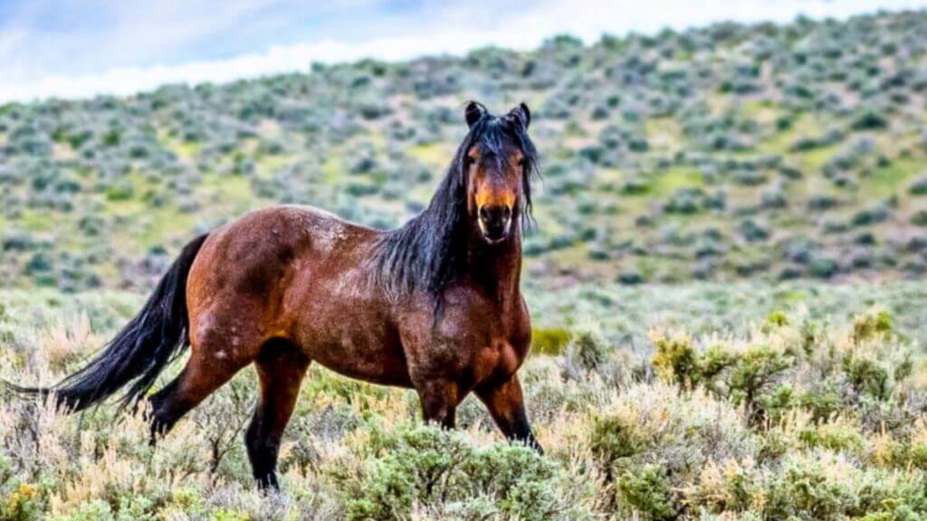 Wildlife, Nevada Wildlife, Wild Horses, Nevada Horses