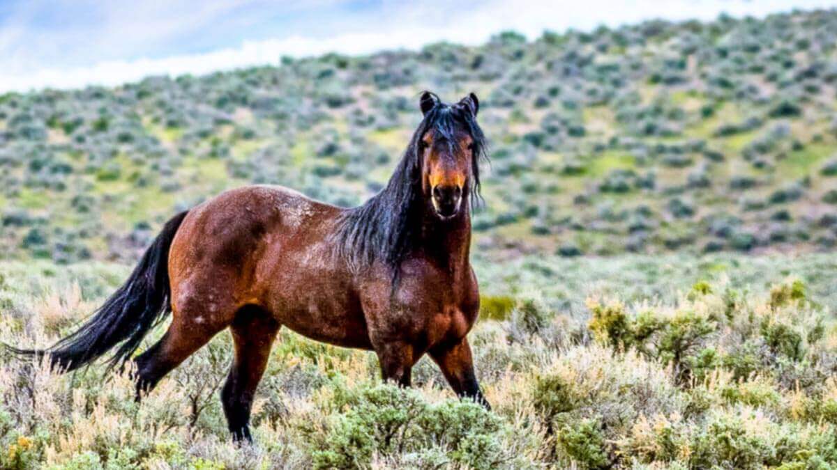 nevada-wildlife-wildlife-refuges-in-nevada-nevada-wildlife-photography