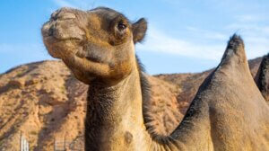 Camel Safari & Desert Ranch Experience