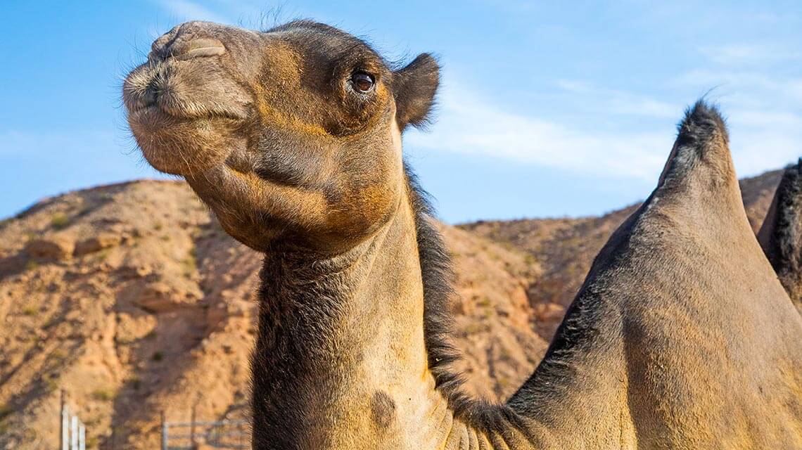 deserts animals camels