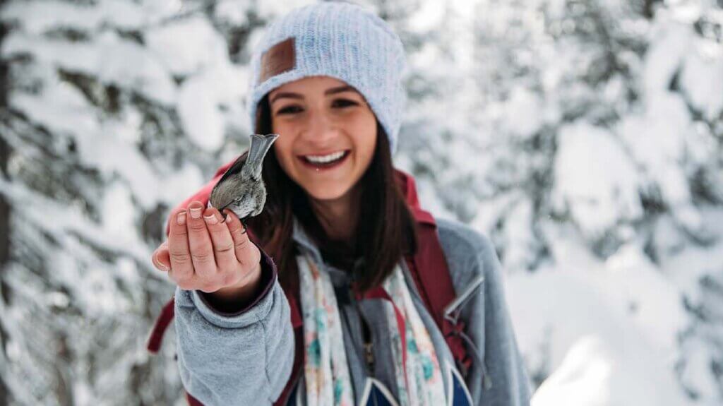 person hand feeding chickadee