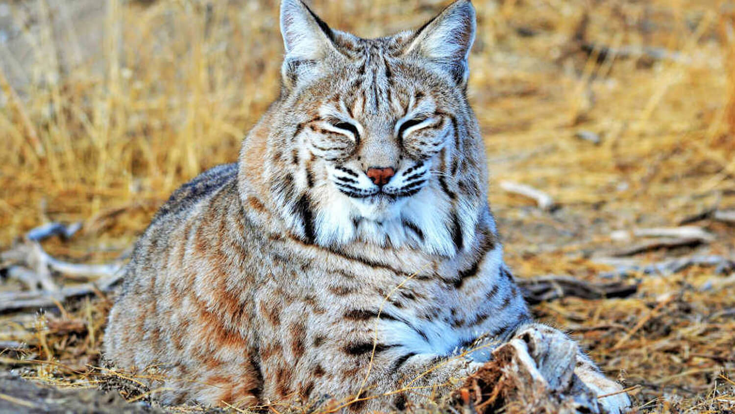 Reno to Winnemucca Northern Nevada Staycation Travel Nevada