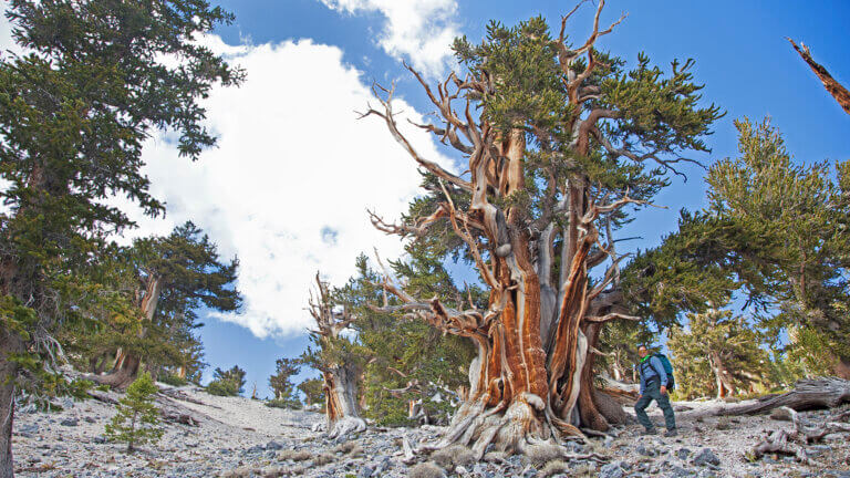 plant life at humboldt toiyabe national forest