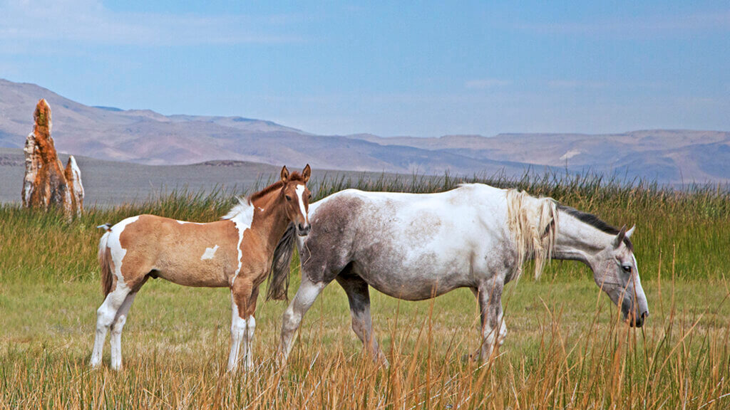 wild horses at fly geyser