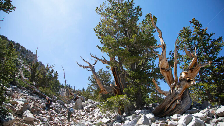 bristlecone pine