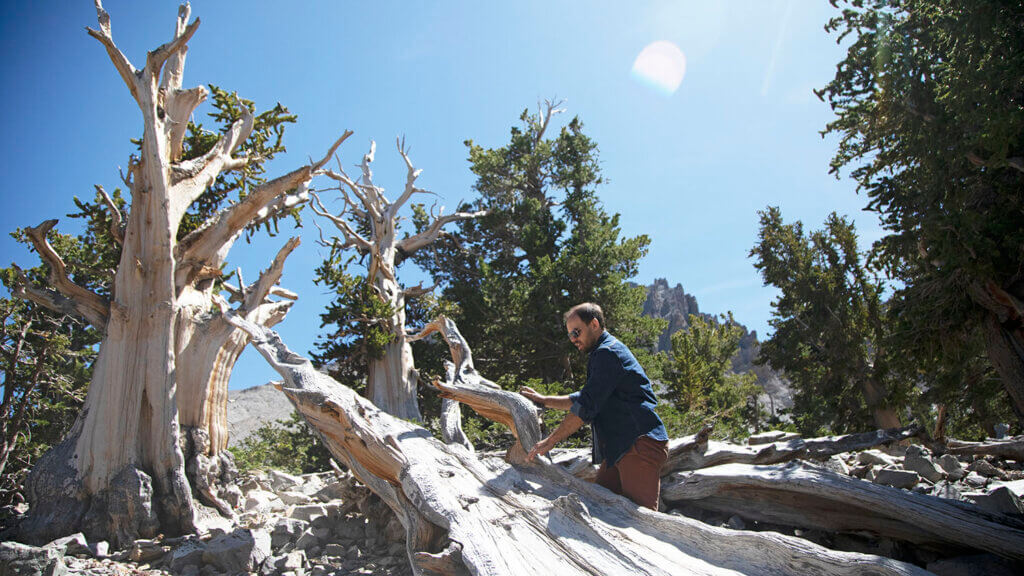 3. There’s this ancient, Promethean Bristlecone Pine forest you can hike into in the park. 