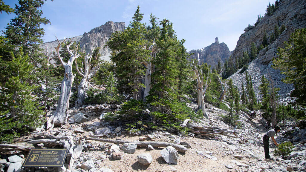 Bristlecone Glacier Trail