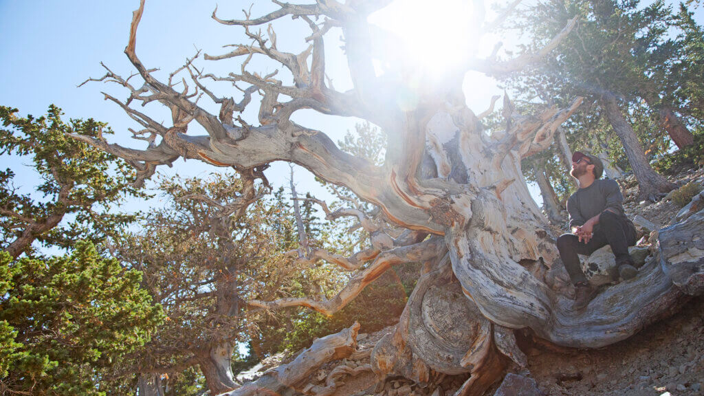 ancient bristlecone pine forest