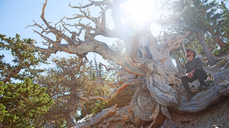 old bristlecone pine