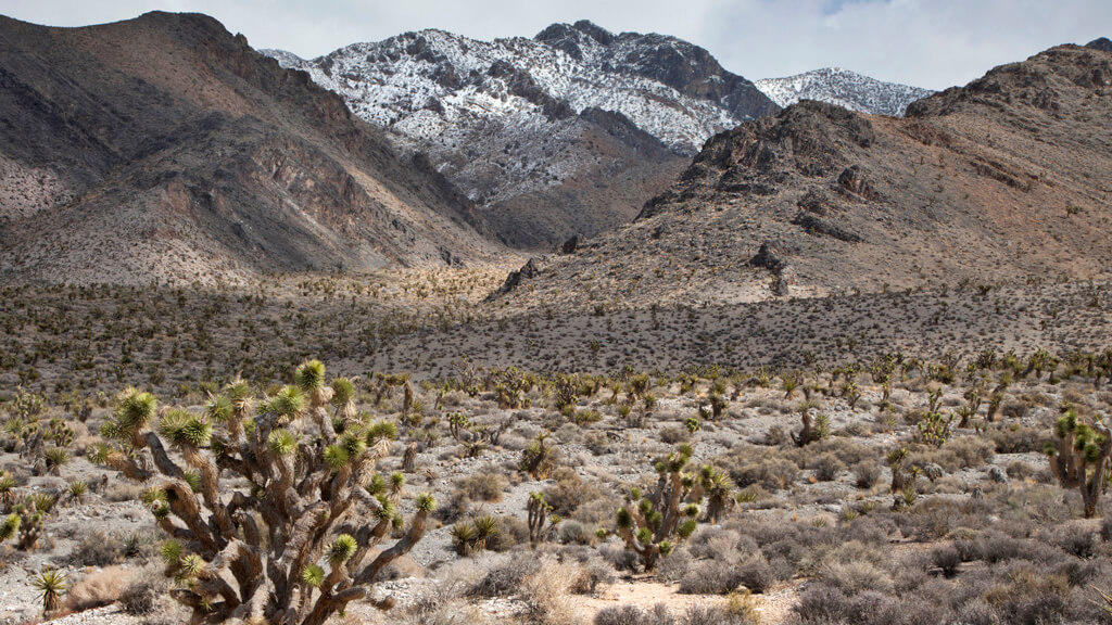 Nevada Wildlife, Wildlife Refuges in Nevada