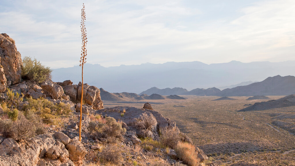 Desert National Wildlife Refuge