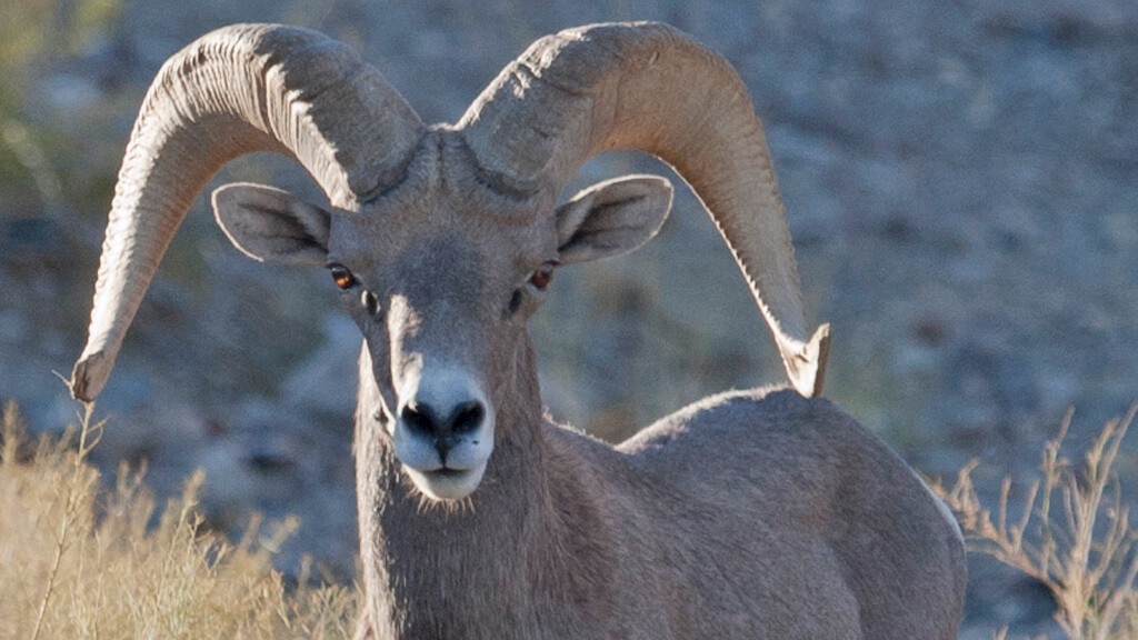 Desert Bighorn Sheep