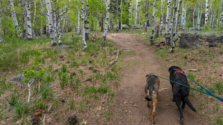 dogs on Galena Creek Trail