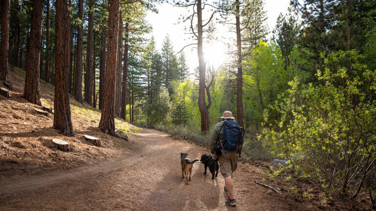 Man on trail with dogs