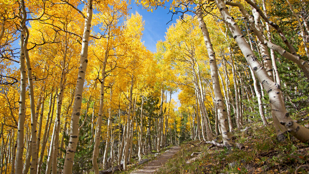 Wheeler Peak Summit Trail