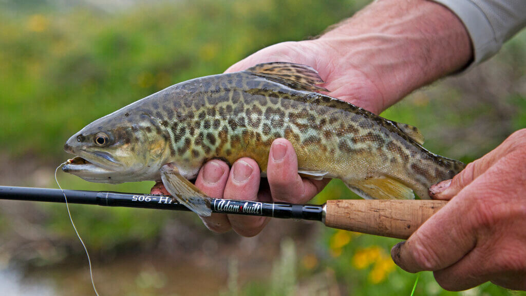 Tiger Trout - NDOW