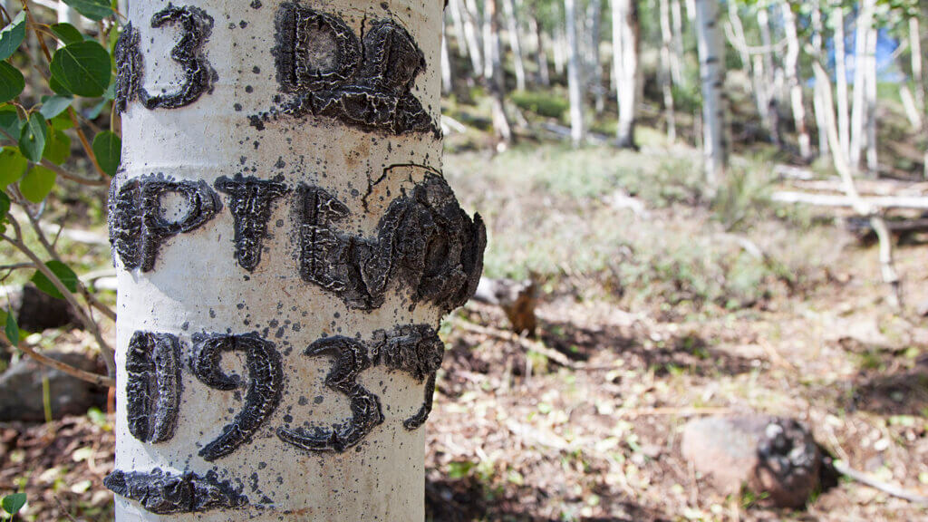 tree bark engraving