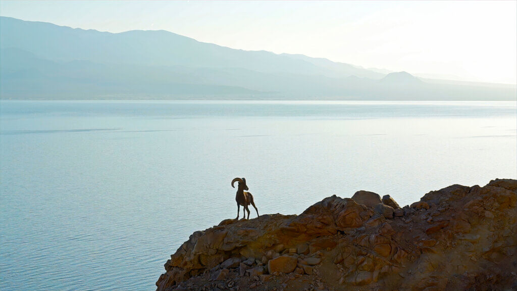 animal on Walker Lake