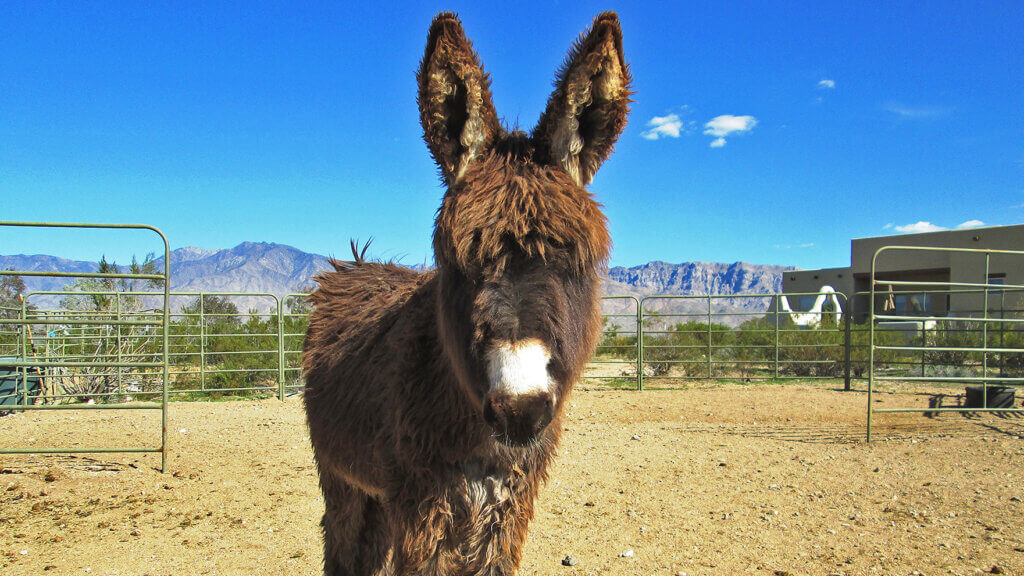 donkey in mesquite nevada