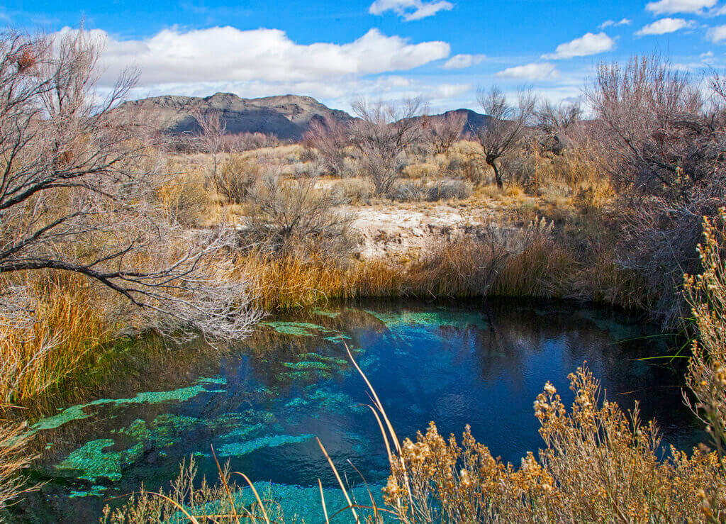 pond and trees at the ash meadows national wildlife refuge