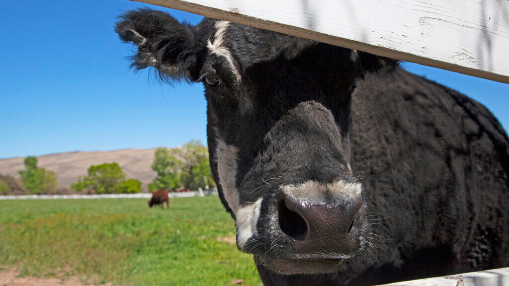 cow at spring mountain ranch