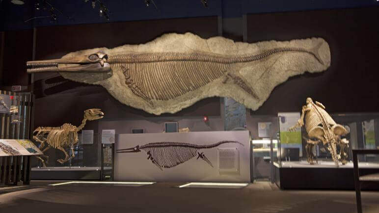 nevada state museum las vegas fossils