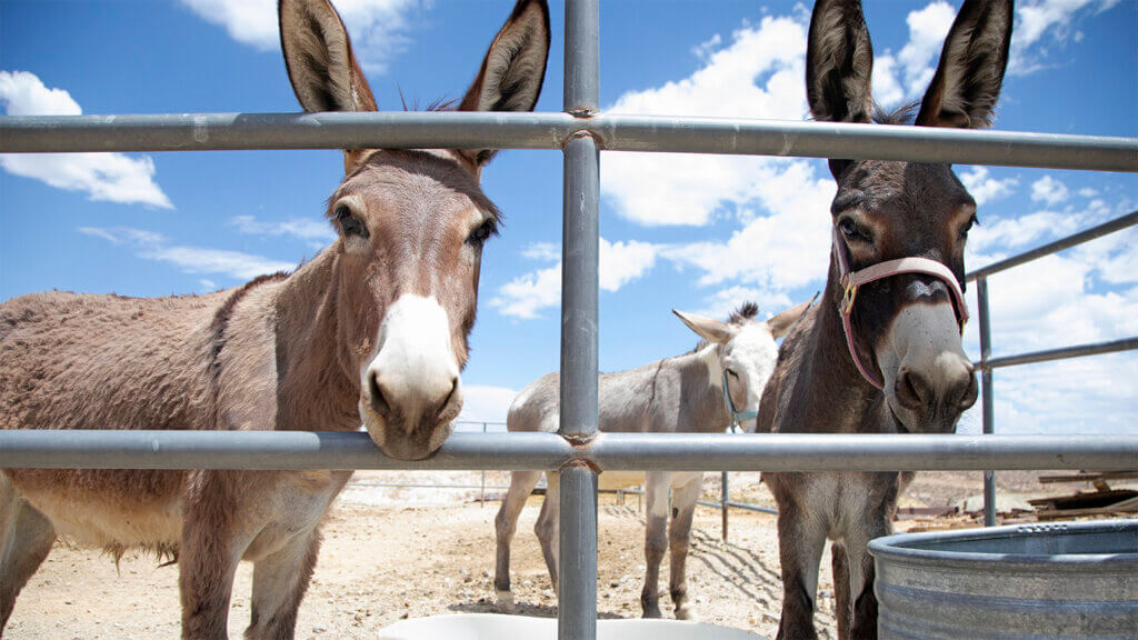 Florence Mine Resident Burros