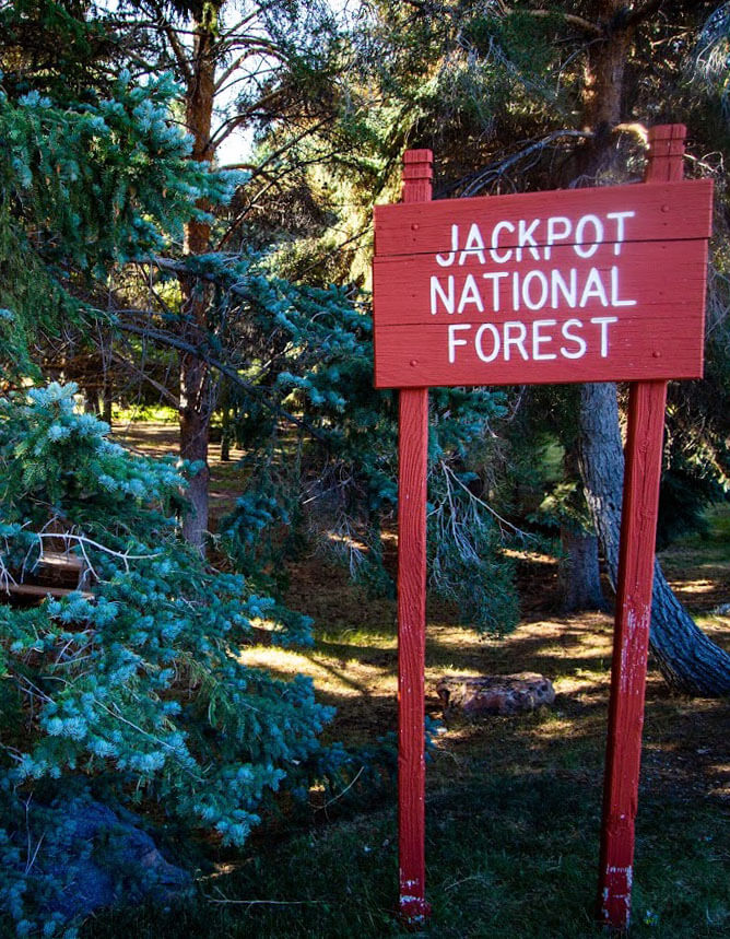A red wooden sign reading Jackpot National Forest stands among tall green pine trees in a sunlit forest.