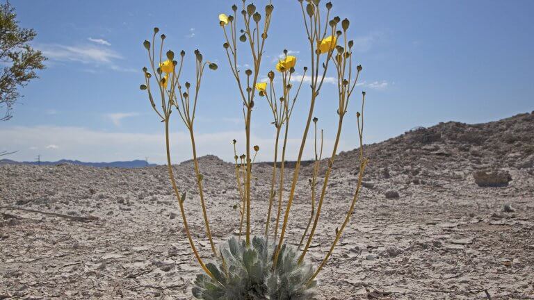 flowers in the ice age fossils state park