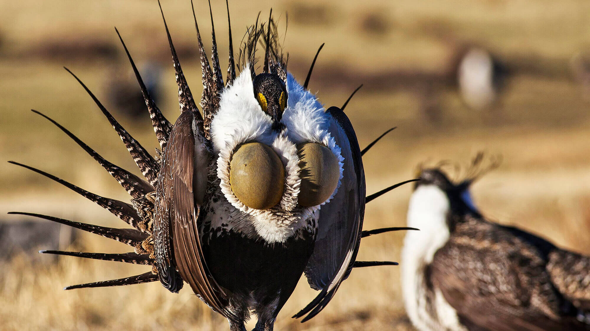 Nevada Wildlife, Wildlife Refuges in Nevada