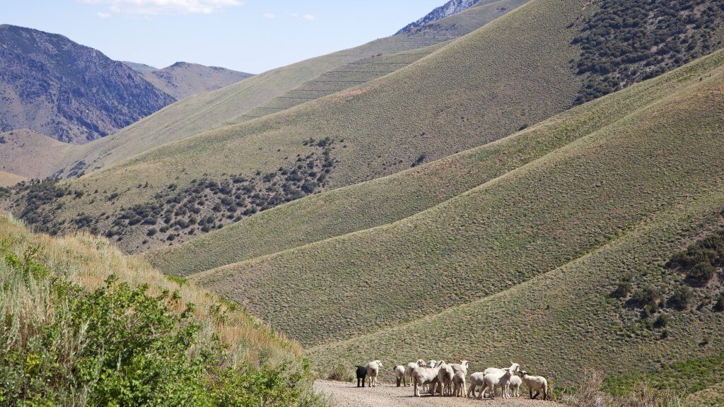 sheep in kingston canyon