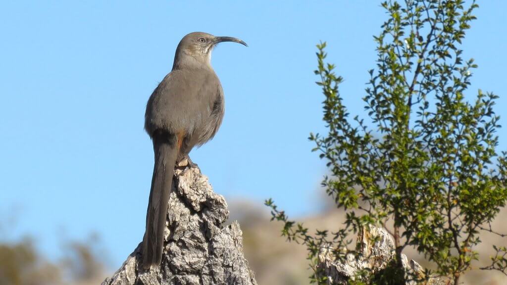 Crissal Thrasher