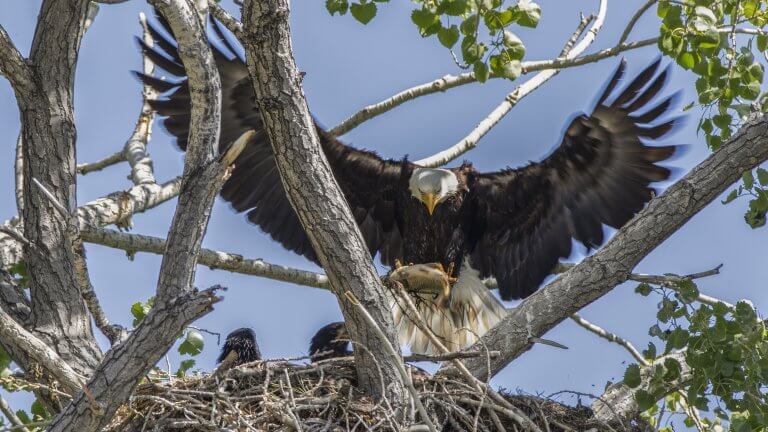 eagle seen on a jt humphrey wildlife photography tour