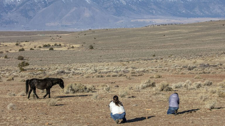 wild horse on jt humphrey wildlife photography tours