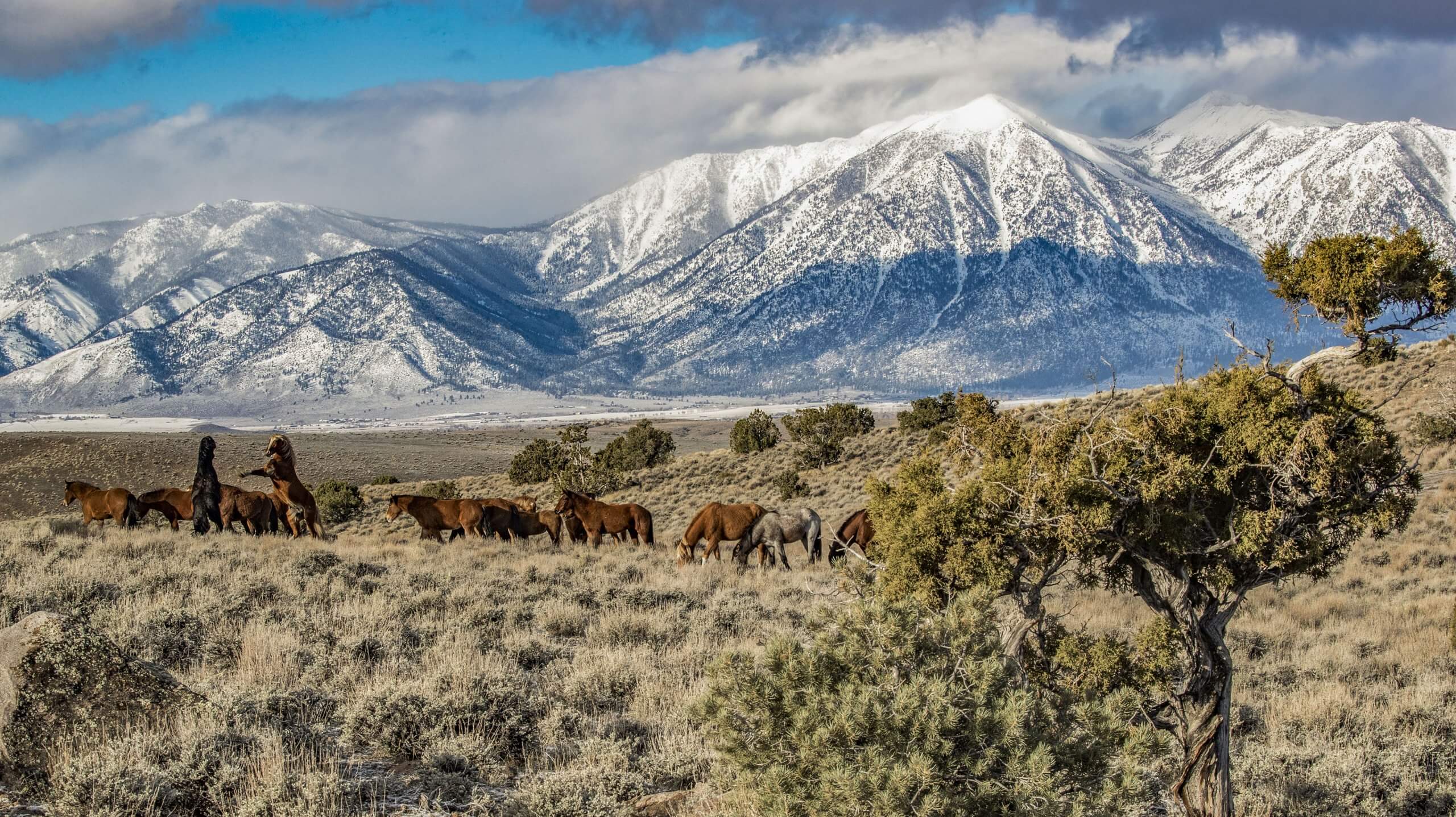 nevada wild horses in carson valley