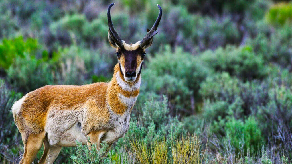 Pronghorn Antelope