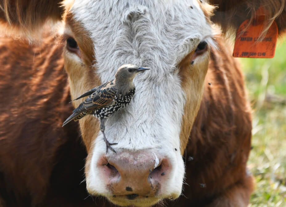 bird standing on a cows head