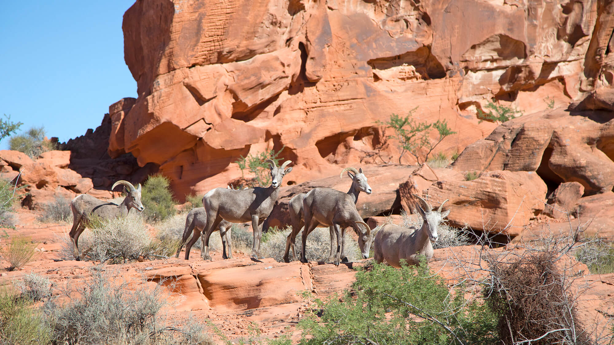 12-icons-of-nevada-nevada-state-symbols-travel-nevada