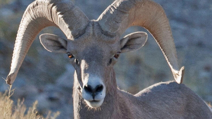 death valley desert bighorn sheep