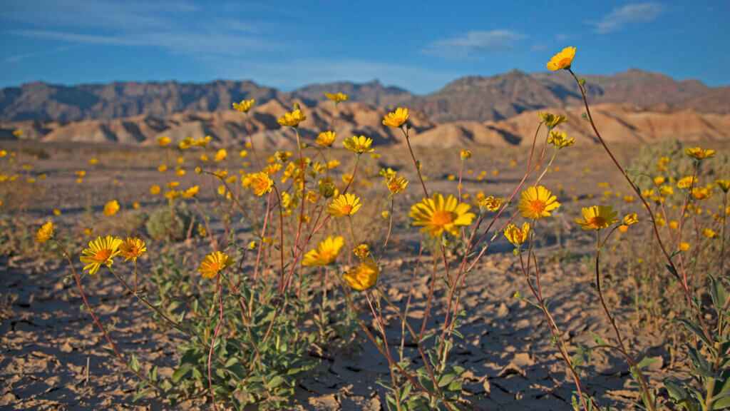 yellow flowers blooming in death valley superbloom