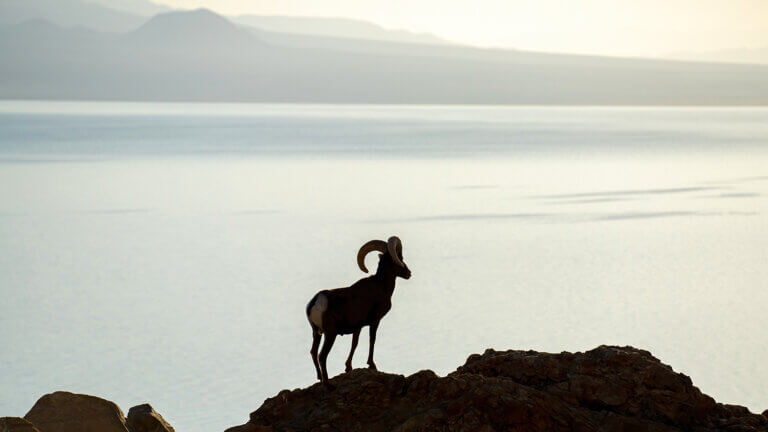 bighorn crossing at walker lake