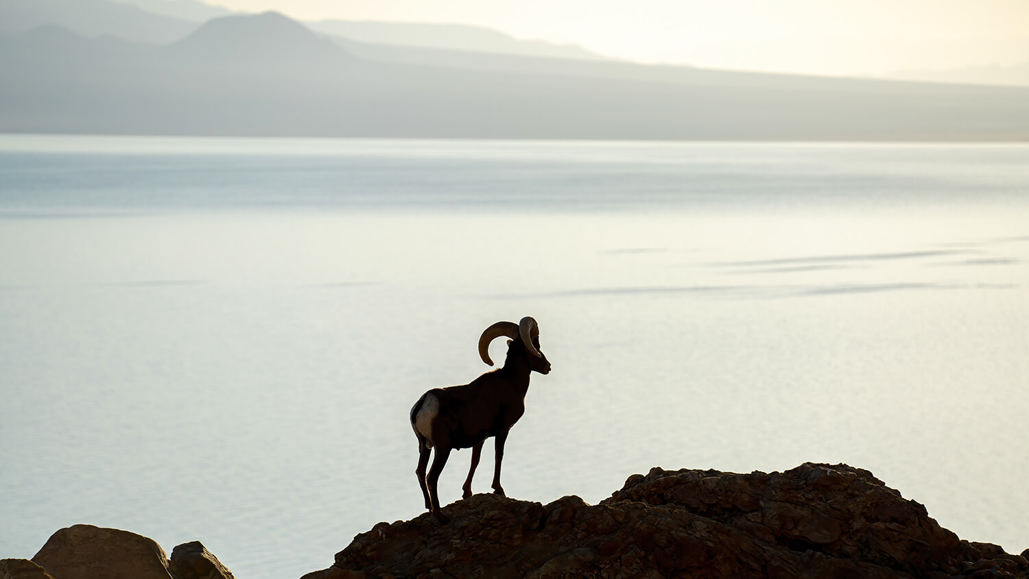 bighorn crossing at walker lake